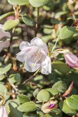 Produktbild von Rhododendron williamsianum, Wildart, rosa Blüten, 30–40 cm