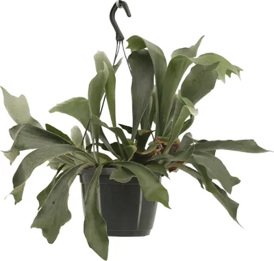 Image de Meergroothandel Platycerium Netherlands (fougère corne de cerf) Hang - 30 cm, Ø17 cm