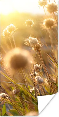 Produktbild von MuchoWow® Poster Pflanzen - Natur - Blumen - Sonne - Horizont 60x120 cm - Wandschmuck