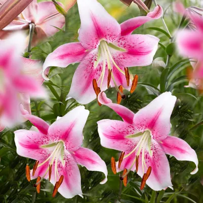 Produktbild von Lilien Zwiebeln Winterhart Mehrjährig - Anastasia Riesenlilien - 3 Zwiebeln - Winterharte Blumenzwiebeln aus Holland (große Knollen, kein Samen, nicht künstlich)