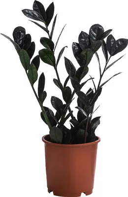 Produktbild von Dehner Glücksfeder Raven, Zamioculcas zamiifolia, mit dunkelgrün-schwarzen Trieben, 40-50 cm inkl. Pflanztopf, Ø Topf 14 cm, Zimmerpflanze