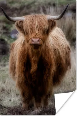 Produktbild von MuchoWow® Poster Schottischer Hochländer - Moos - Gras 80x120 cm - Papierdruck