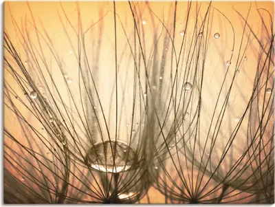 Produktbild von Thomas Herzog: Pusteblume, Produkt:Leinwand, Größe:45x60 cm / Leinwand
