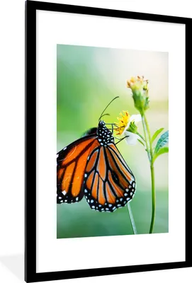 Produktbild von MuchoWow® Gerahmtes Poster Schmetterling - Blumen - Insekten 60x90 cm - Poster mit Schwarzem Bilderrahmen Wandposter Rahmen Foto Bilder - Dekoration - Wandposter Wohnzimmer - Hochwertig