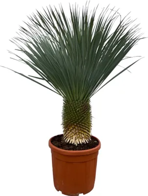 Immagine prodotto di Trendyplants - Yucca Rostrata - Altezza 150-170 cm - Yucca cotta blu - Difficile da coltivare - Vaso da Ø50cm
