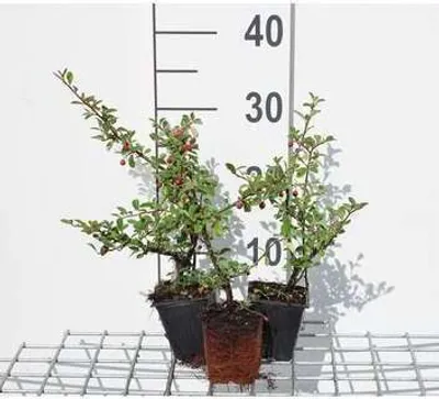 Immagine prodotto di 12 x Cotoneaster suec. 'Coral Beauty' - Schwedische Zwergmispel 'Coral Beauty - Topf 9 cm x 9 cm
