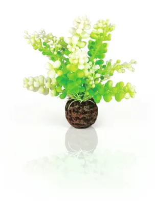 Produktbild von biOrb Aquarien Caulerpa grün (46090)
