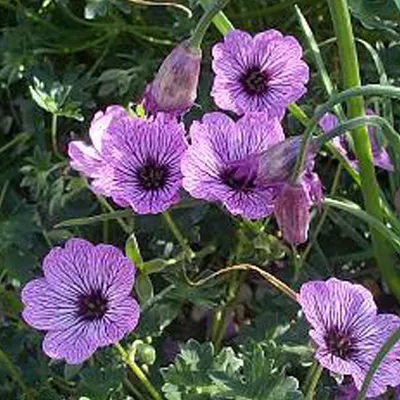 Zdjęcie produktu dla 6 x Geranium cinereum 'Ballerina' (Storchschnabel) | Doniczka 9x9 cm