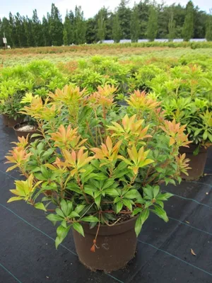 Produktbild von Pieris japonica Yakushimanum - Lavendelheide Yakushimanum - 30-40