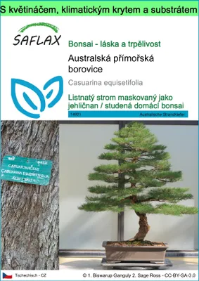Obrázek produktu pro SAFLAX Garden to go - Australská přímořská borovice - Casuarina equisetifolia - 200 Semena - S květináčem, klimatickou poklicí a pěstebním substrátem