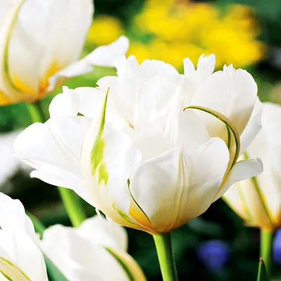 Zdjęcie produktu dla Tulipan Ekskluzywny Exotic Emperor 5 szt. Tulipany Cebulki Tulipanów Cebule