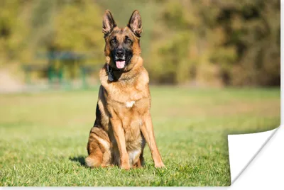 Produktbild von MuchoWow® Poster Deutscher Schäferhund in der Sonne sitzend 60x40 cm - Schlafzimmerdekoration