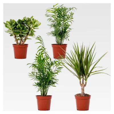 Produktbild von 4er Set Zimmerpflanzen - Grünpflanzenmix mit Chamaedorea, Sansevieria, Crassula, Areca und Dracaena in 12 cm Töpfen