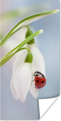 Produktbild von MuchoWow® Poster Marienkäfer auf einem Schneeglöckchen 60x120 cm - Wandschmuck