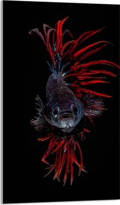 Produktbild von Herdabdeckplatte 30x52 Glaskeramikkochfeld Abdeckung Spritzschutz Glasplatte Deko Schneidebrett, Fische Schwarz