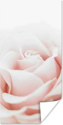 Produktbild von MuchoWow® Poster Nahaufnahme der Blätter einer rosa Rose 20x40 cm - Plakat - Foto