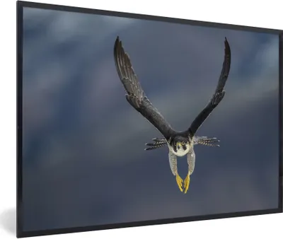 Produktbild von MuchoWow® Gerahmtes Poster Wanderfalke - Vogel - Federn 90x60 cm - Poster mit Schwarzem Bilderrahmen Wandposter Rahmen Foto Bilder - Fotorahmen - Foto-Plakat