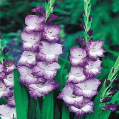 Produktbild von Gladiole Gladiolus Schwertblume Sommerblühende Siegwurze Weiss-Violett 50 St.
