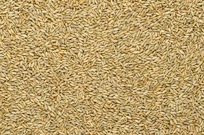 Obrázek produktu pro Žito ozimé BIO 25 kg PROBIO