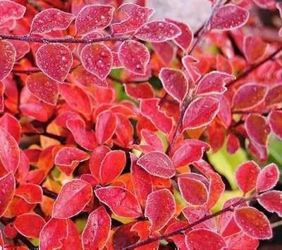 Obrázok produktu pre 10 kusov popínavého kosatca (Cotoneaster horizontalis) | výška 20-30 cm, bez koreňového balu