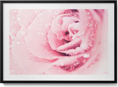 Produktbild von Tautropfen und Rosenblüten– Wandbild mit Rahmen – Gerahmtes Bild  – Wanddekoration – 100x70 cm –  Schwarz Rahmen