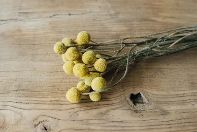 Produktbild von Craspedia globosa getrocknet im Bund mit 10 Stiele | Trockenblumen