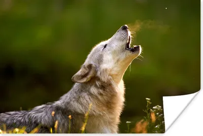 Produktbild von MuchoWow® Poster Wolf - Wald - Natur 90x60 cm - Schlafzimmer