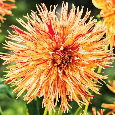 Obrázok produktu pre Dahlia Strzępiasta Rejman's Firecracker 1 kus Sadenice dahlia Sadenica dahlia