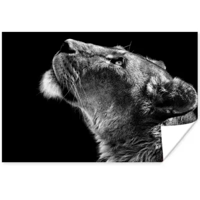 Produktbild von MuchoWow® Poster Löwe - Tiere - Schwarz und weiß 60x40 cm - Schlafzimmerdekoration