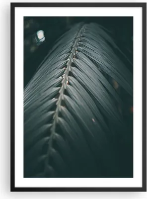 Produktbild von Gerahmtes Poster - Schwarzer Rahmen - Blatt Palme exotisch - 50x70 cm - Wand Bild - Wanddeko - Wandbilder - Kunstposter - Wandposter - Bilderrahmen - Bilder - Kunstdruck - P2BPA50x70-4907