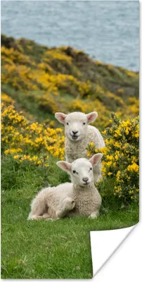 Produktbild von MuchoWow® Poster Gelbe Blumen und zwei Lämmer 20x40 cm - Plakat - Foto