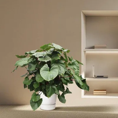 Productafbeelding van Homalomena Rubescens "Maggy" kamerplant - 170 cm - diameter 60 cm