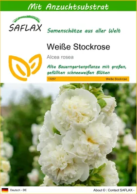 Produktbild von SAFLAX  - Weiße Stockrose - Alcea rosea - 100 Samen - Mit keimfreiem Anzuchtsubstrat