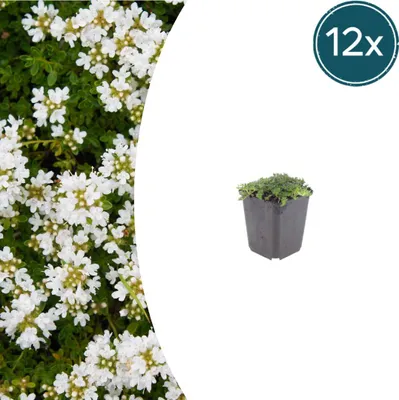 Produktbild von Thymus praecox 'Albiflorus' | 12 Stück - 10-25cm - Ø9cm - Gartenpflanze