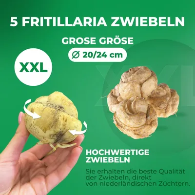 Zdjęcie produktu dla Kaiserkronen (Fritillaria imperialis) – bulwy wieloletnie – białe cebulki kwiatowe – 5 sztuk – rośliny z Holandii – do ogrodu i do doniczek (duże bulwy, bez nasion i nie modyfikowane genetycznie)