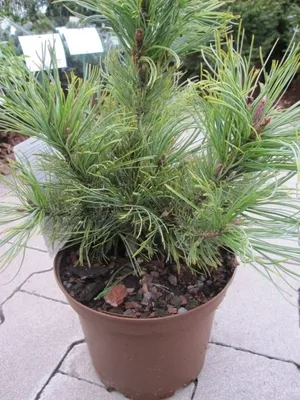 Produktbild von Pinus cembra Nana - Zwergige Zirbelkiefer - 25-30