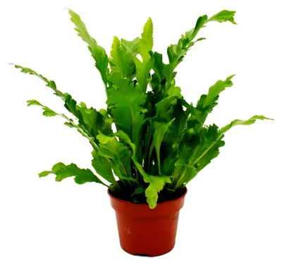 Produktbild von Asplenium nidus Campio - besondere Farnarten für das Zimmer - Nestfarn - 17 cm Topf - ca. 30-40 cm hoch