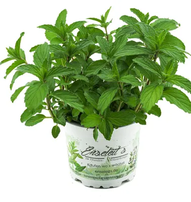 Produktbild von Enseleits Japanische Heilminze Mentha arvensis x spicata