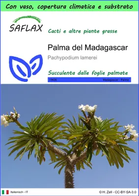 Immagine prodotto di SAFLAX Garden to go - Palma del Madagascar - 10 semi - Pachypodium