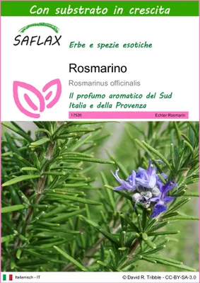 Immagine prodotto di SAFLAX  - Rosmarino - 100 semi - Con substrato - Rosmarinus