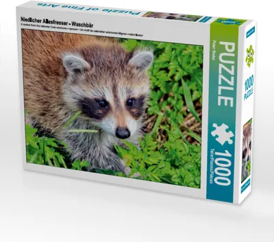 Produktbild von CALVENDO Puzzle Niedlicher Allesfresser - Waschbär | 1000 Teile Lege-Größe 64x48cm Foto-Puzzle für glückliche Stunden