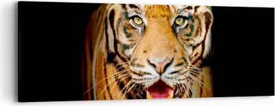 Produktbild von Bild auf Leinwand - Leinwandbild - tiger tier - 90x30cm - Wand Bild - Wanddeko - Wandbilder - Leinwanddruck - Bilder - Kunstdruck - Wanddekoration - Leinwand bilder - Wandkunst - AB90x30-4103