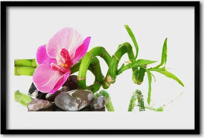 Produktbild von Bild 60x40 MDF-Rahmen Wandkunst Natur Blume Pflanze