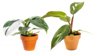 Obrázek produktu pro Gardners Set rostlin DUO Philodendron White Princess a Pink Princess