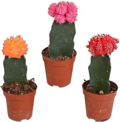 Obrázek produktu pro Směs sukulentů: Gymnocalycium mihanovichii naroubované na Hylocereus, průměr 5 cm, 3 ks