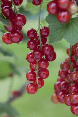 Zdjęcie produktu dla Porzeczka czerwona 'Rosetta', odmiana krzewu przeznaczonego do uprawy w doniczkach - *Ribes rubrum*
