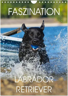 Produktbild von Faszination Labrador Retriever (Wandkalender 2025 DIN A4 hoch), CALVENDO Monatskalender