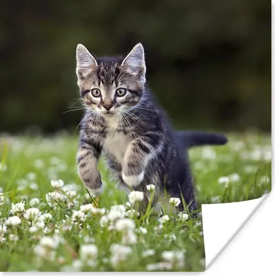 Produktbild von MuchoWow® Poster Ein Kätzchen in einem Kleefeld 30x30 cm - Wandposter - Printing