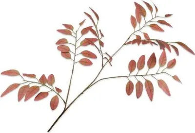 Produktbild von Silk-ka Kunstblume - Seidenblume - Blätterzweig - braun-grün - 107 cm