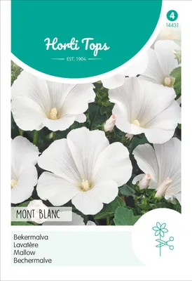 Produktbild von Bechermalve Mont Blanc | Malvensamen von Hortitops